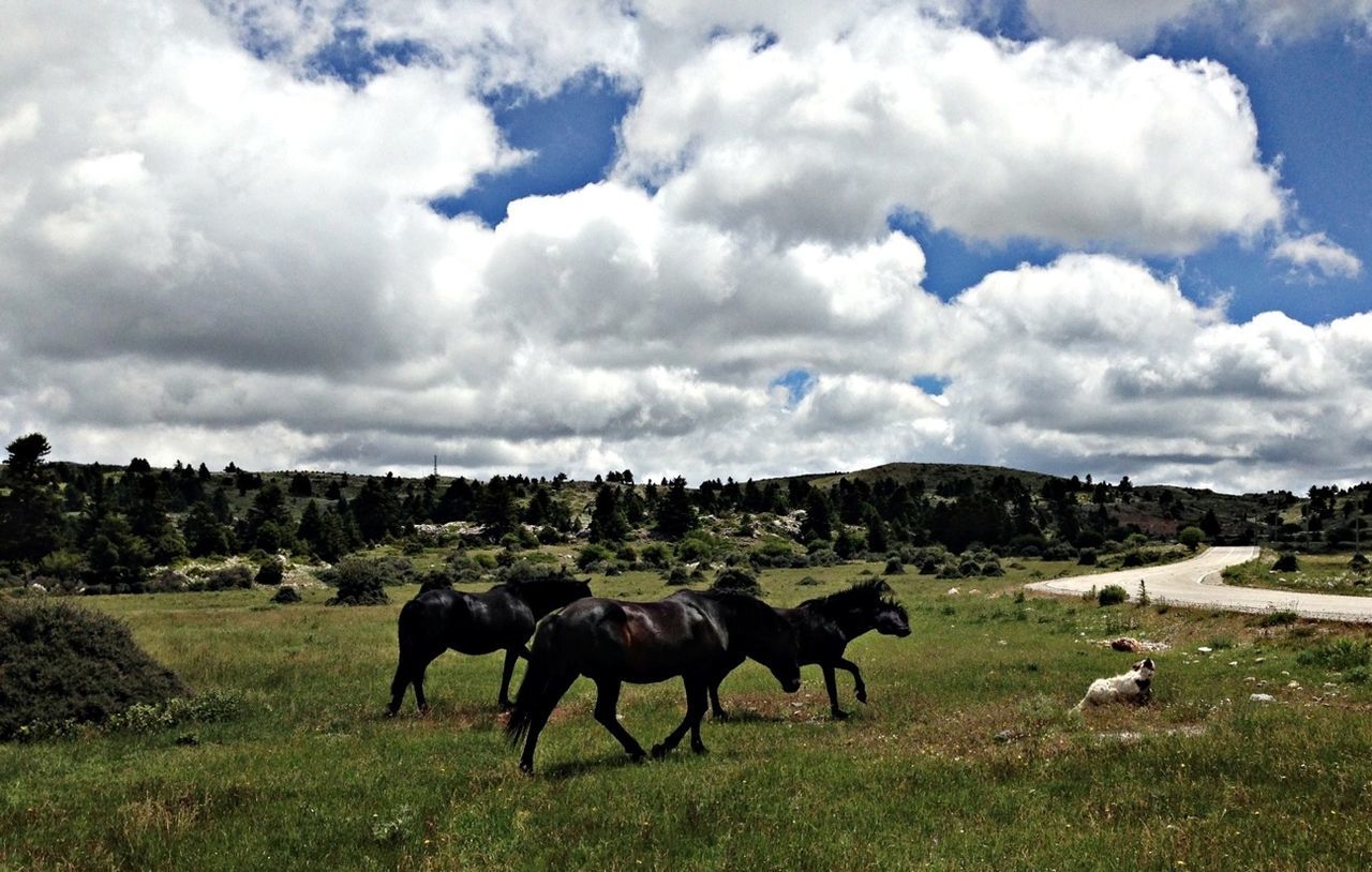 animal themes, livestock, domestic animals, grazing, sky, mammal, field, grass, horse, cloud - sky, landscape, cow, herbivorous, cloudy, nature, pasture, medium group of animals, domestic cattle, cattle