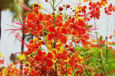 Close-up of orange flowers growing on branch