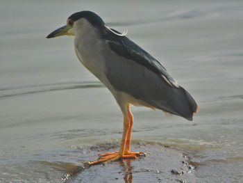 Bird in water