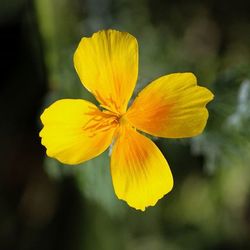 Close-up of yellow flower