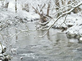 Close-up of branches on branch