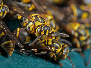 Close-up of bee on leaf