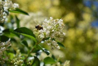 Close-up of bee pollinating on flower