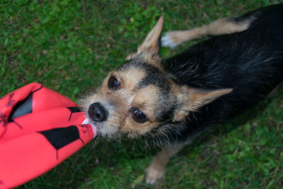 Close-up of dog on field