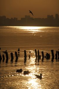 Silhouette birds flying over sea during sunset