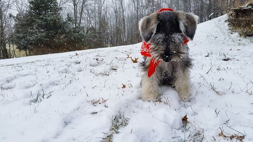 Dog on snow during winter