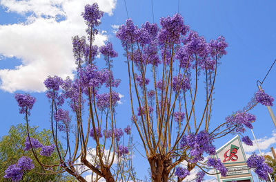 Low angle view of flower tree against sky