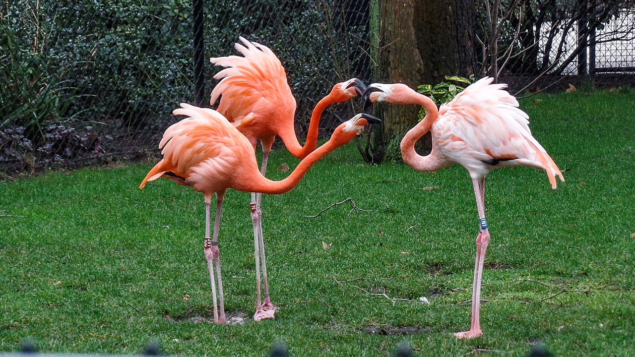 VIEW OF BIRDS IN FIELD