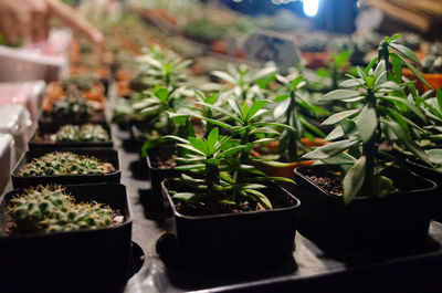 Close-up of potted plants in greenhouse