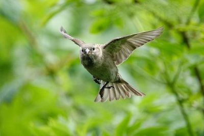 Bird flying