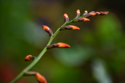 Close-up of flowering plant