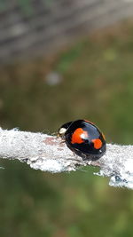 Close-up of ladybug on leaf