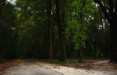 View of trees in forest
