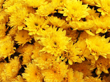 Full frame shot of yellow flowering plants