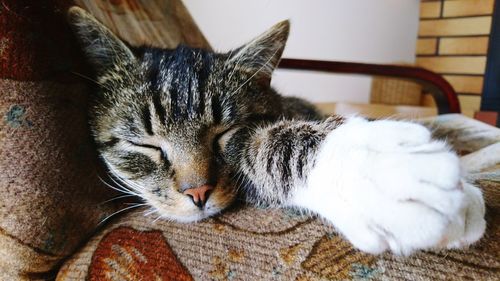 Close-up of cat sleeping at home