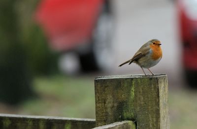 Close-up of bird perching on wooden post