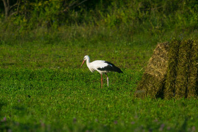 Side view of a bird on field