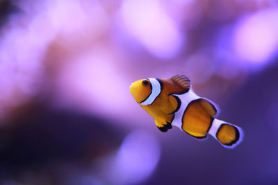 Close-up of fish swimming in sea