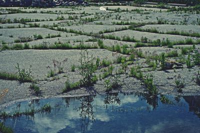 Plants growing in pond