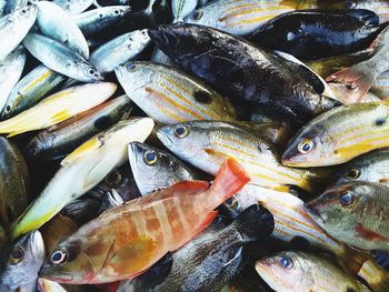 High angle view fish sold in tne market