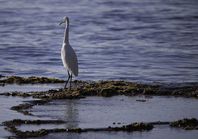 Bird perching on a lake