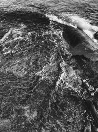 View of sea with trees in background