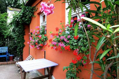 Potted plants on balcony