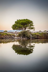 Tree by lake against sky