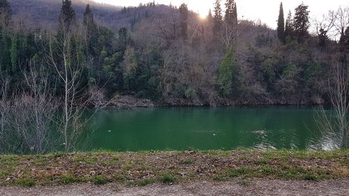 Scenic view of lake in forest