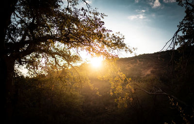 Sunlight streaming through trees in forest