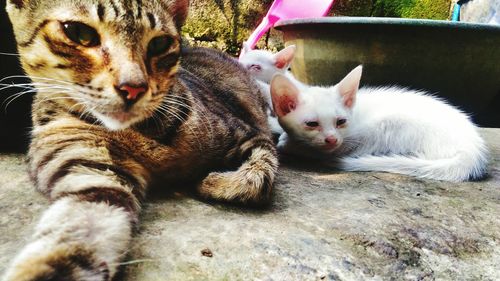 Close-up of cats resting