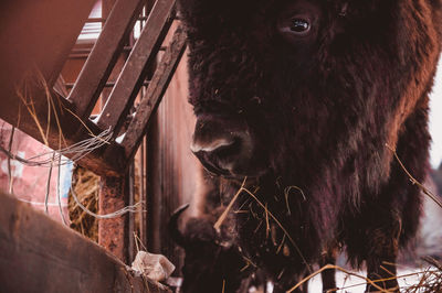 The bison eats at the feeder and looks directly to the camera