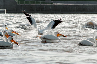 Seagulls flying in the water