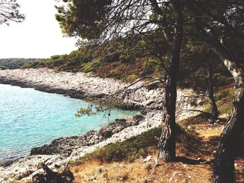 Trees by sea against sky