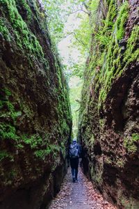 Rear view of man walking on footpath amidst trees in forest