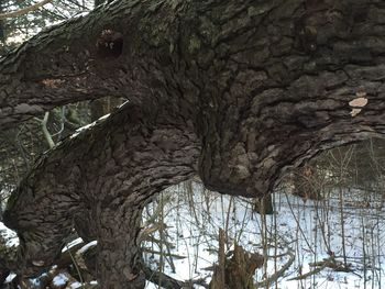 Low angle view of bare trees