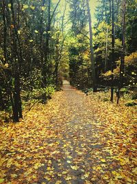 Walkway amidst trees in forest during autumn