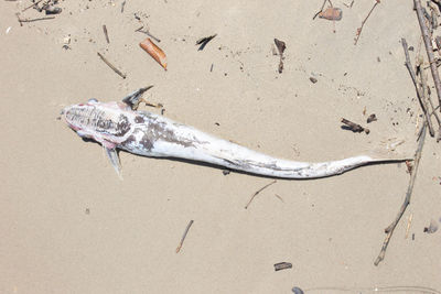 High angle view of fish on beach