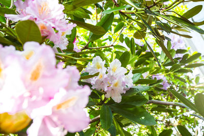 Close-up of pink flowering plant