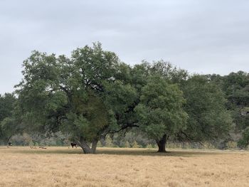 View of trees on field against sky