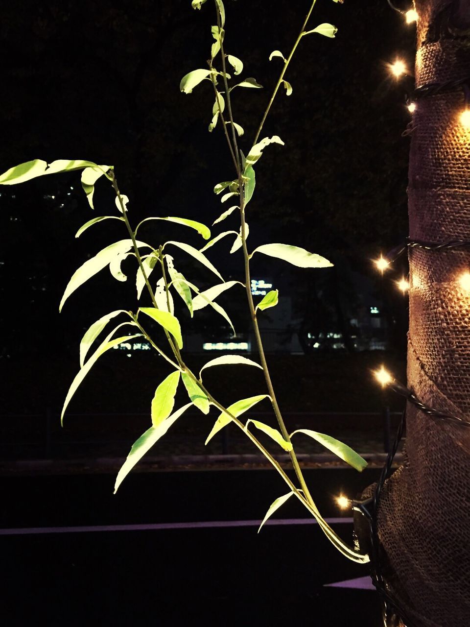 leaf, night, growth, green color, plant, illuminated, nature, close-up, sunlight, branch, tree, potted plant, no people, dark, outdoors, focus on foreground, leaves, shadow, growing, light - natural phenomenon