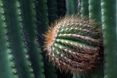 Close-up of cactus plant