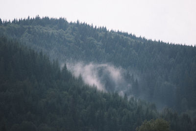 Trees in forest against sky