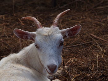 Close-up portrait of goat relaxing at farm