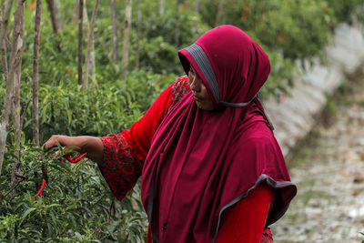 A farmer is seen harvesting chilies on his plantation in ceumeucot village, north aceh, indonesia