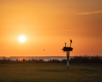 Scenic view of field and an osprey nest against sky during sunset