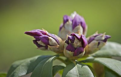 Close-up of purple flowers blooming outdoors