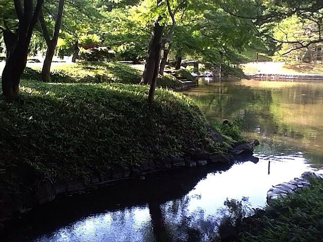 tree, water, reflection, tranquility, lake, branch, river, tranquil scene, canal, nature, built structure, growth, pond, waterfront, sunlight, beauty in nature, architecture, scenics, day, no people