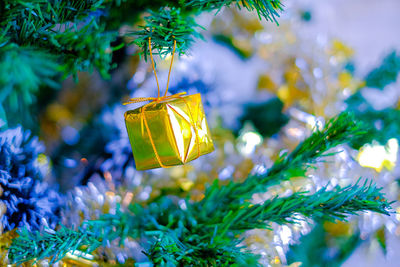 Close-up of yellow christmas tree