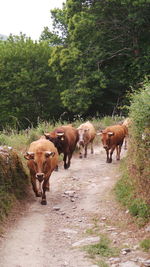 Sheep grazing in pasture